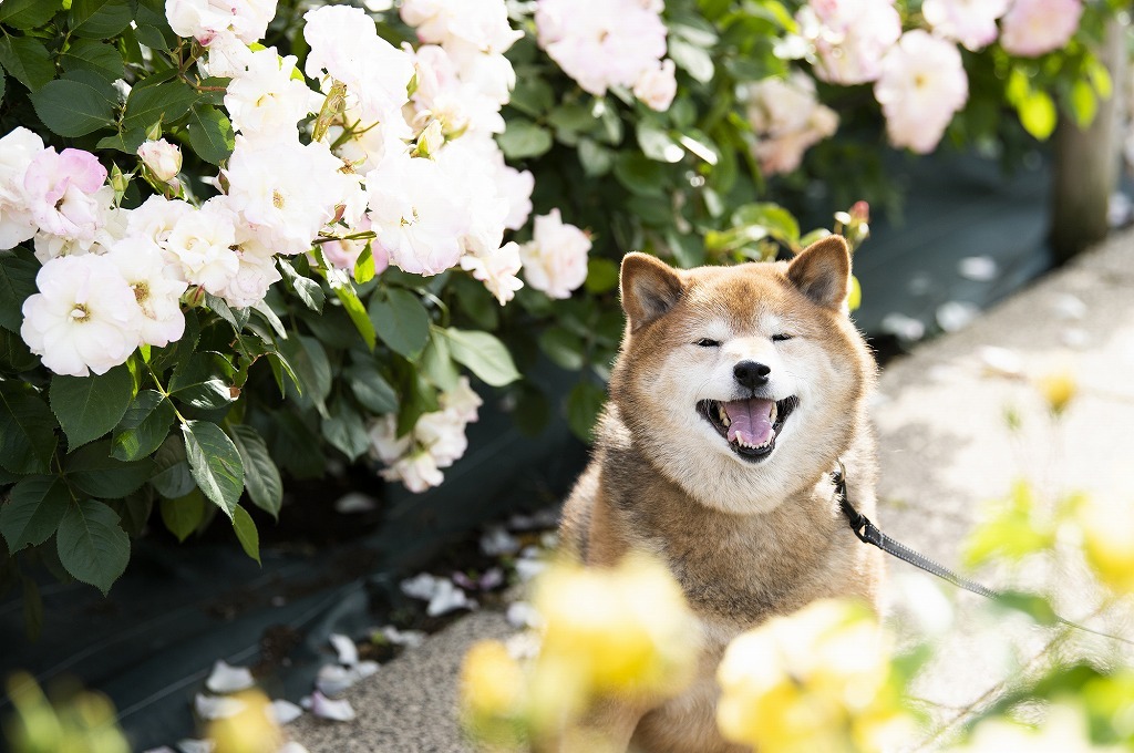 元動物園飼育員が教える〇〇